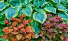 USA, Washington State, Sammamish. Growing hosta in garden Art Print